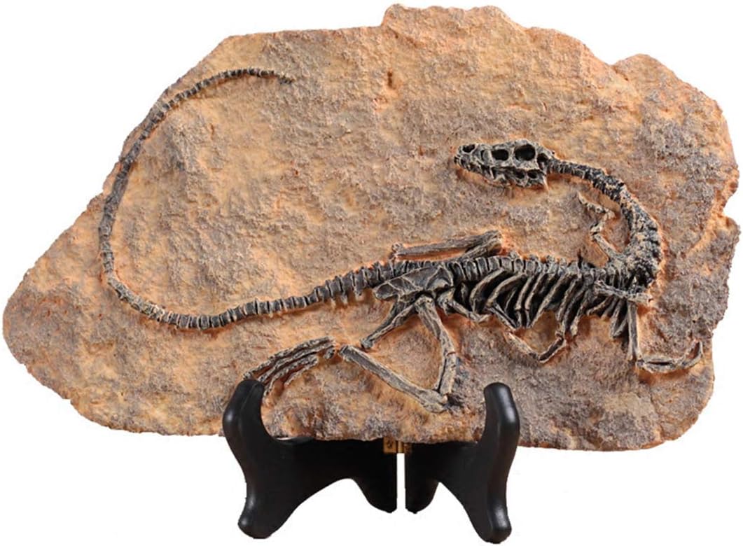 XINDAM Dinosaur Fossil Statue Home Decor